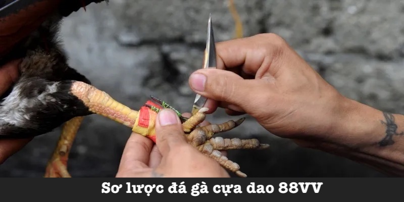 Giới thiệu chọi gà cựa dao 88VV