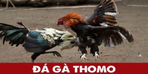 Đá gà thomo 88vv